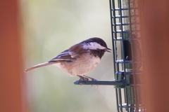 Poecile rufescens neglectus