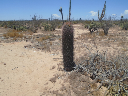 Fire Barrel Cactus