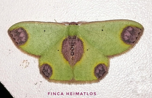 Oospila rosipara