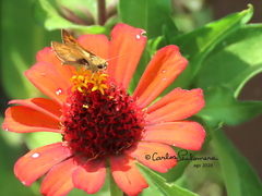 Polites vibex praeceps