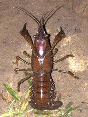 Procambarus