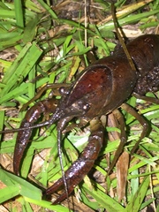 Procambarus