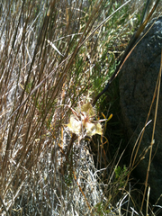 Calochortus tiburonensis