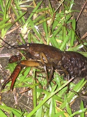 Procambarus