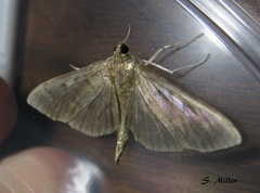 Herpetogramma sphingealis