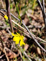 Hibbertia cistiflora