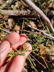 Hibbertia cistiflora