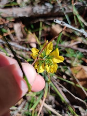 Hibbertia cistiflora