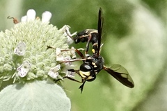 Physocephala marginata