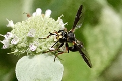 Physocephala marginata