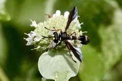 Physocephala marginata