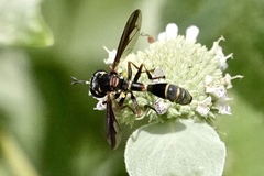 Physocephala marginata