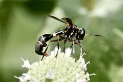 Physocephala marginata