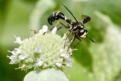 Physocephala marginata