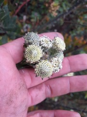 Verbesina baccharidea