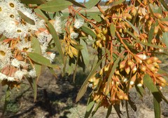 Eucalyptus calycogona