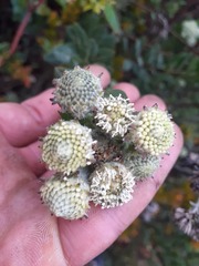 Verbesina baccharidea