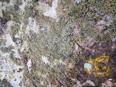 Speerschneidera euploca