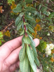 Verbesina baccharidea