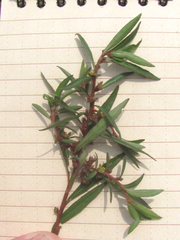 Ludwigia linearis