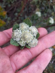 Verbesina baccharidea