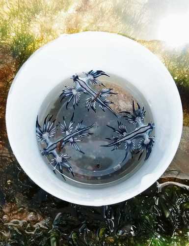 Sea Swallow