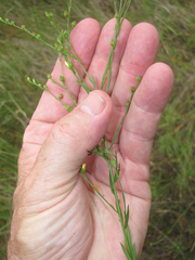 Linum medium texanum