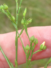 Linum medium texanum