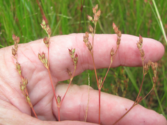 Linum medium texanum