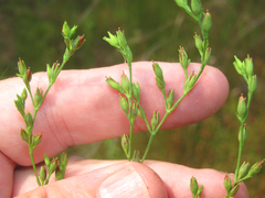 Linum medium texanum