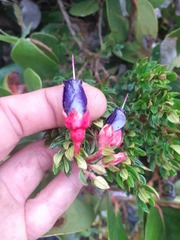 Brachyotum strigosum