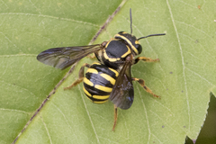 Paranthidium jugatorium lepidum