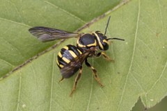 Paranthidium jugatorium lepidum