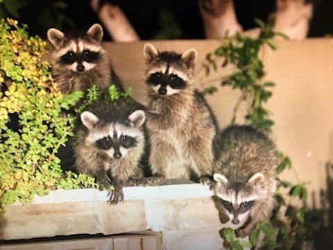 Common Raccoon photographed in Arizona