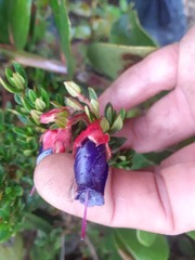 Brachyotum strigosum