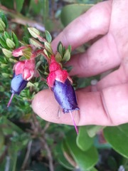 Brachyotum strigosum