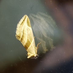 Plagiomimicus tepperi