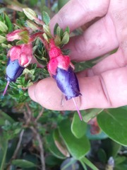 Brachyotum strigosum