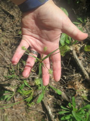 Cyperus plukenetii