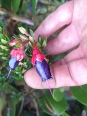 Brachyotum strigosum