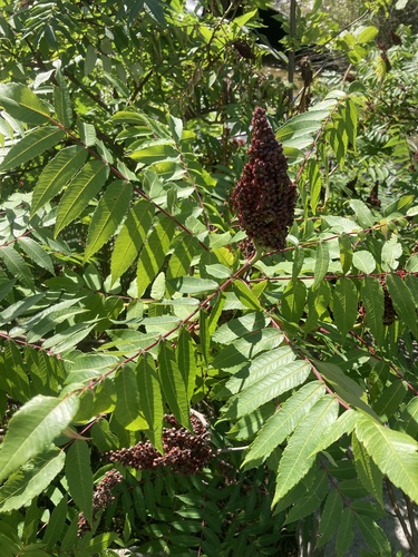 Rhus × pulvinata, photograph 2