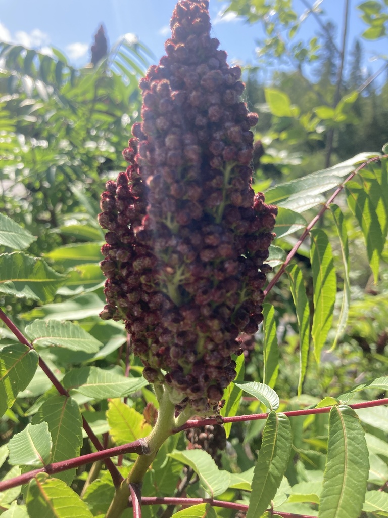 Rhus × pulvinata; photograph Derek, CC BY, iNaturalist via GBIF
