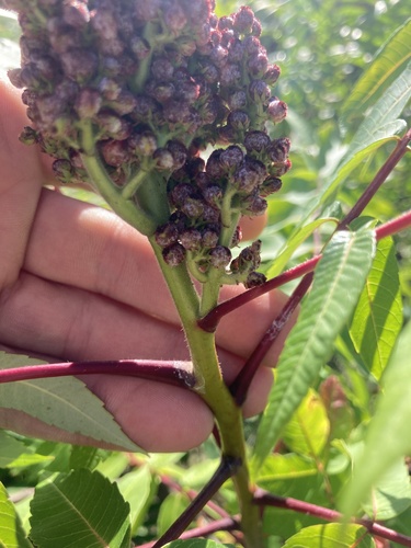 Rhus × pulvinata, photograph 1