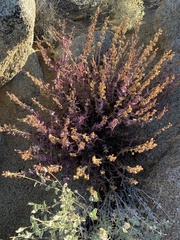 Penstemon clevelandii connatus