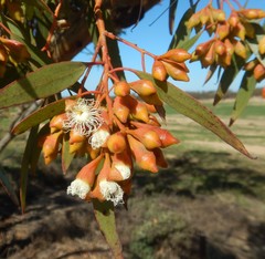 Eucalyptus calycogona