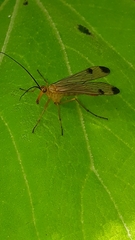 Panorpa bimacula