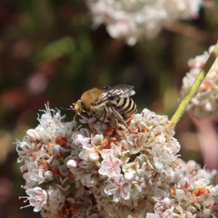 Colletes slevini