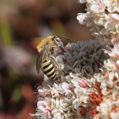 Colletes slevini