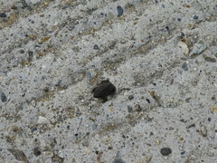 Rhinophrynus dorsalis