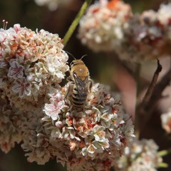 Colletes slevini